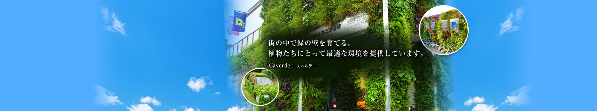 街の中で緑の壁を育てる。植物たちにとって最適な環境を提供しています。 Caverde-カベルデ-